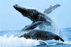 foto-ballenas
